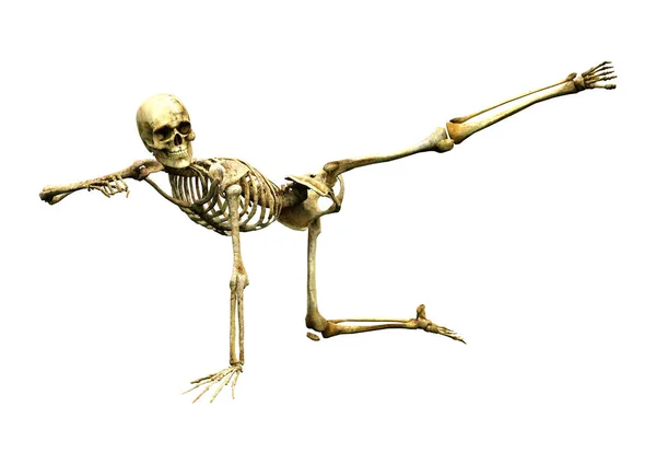 3D Rendering Human Skeleton on White — Stock Photo, Image
