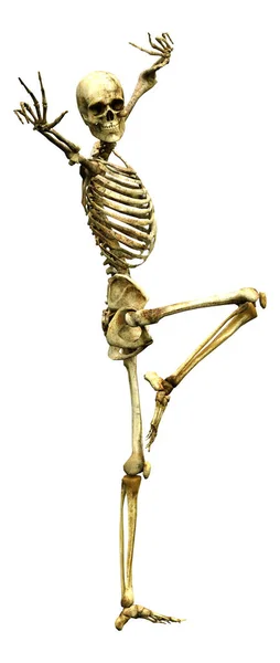 3D Rendering Human Skeleton on White — Stock Photo, Image