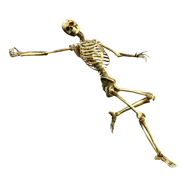 3D Rendering Human Skeleton on White — Stock Photo, Image