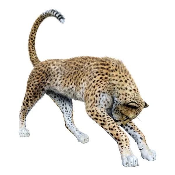 3D renderização Big Cat Cheetah em branco — Fotografia de Stock