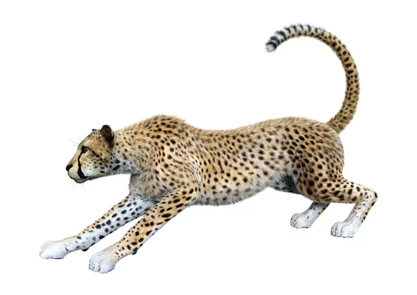 在白色的 3d 渲染大猫猎豹 — 图库照片