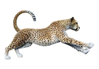3D render büyük kedi Cheetah beyaz