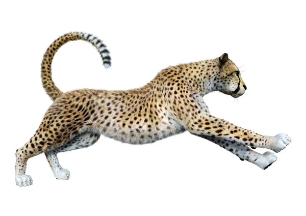 3D rendering Cheetah μεγάλη γάτα σε λευκό — Φωτογραφία Αρχείου