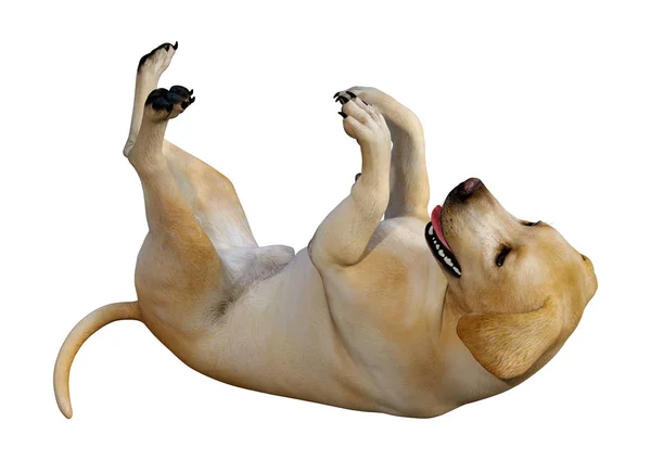 Representación 3D del perro Labrador en blanco — Foto de Stock