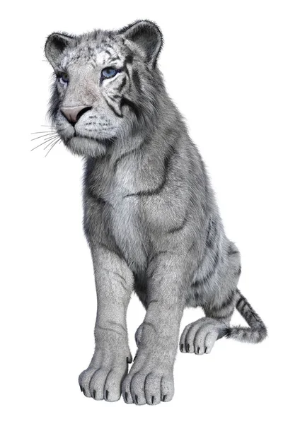 3D vykreslování bílý tygr na bílém pozadí — Stock fotografie
