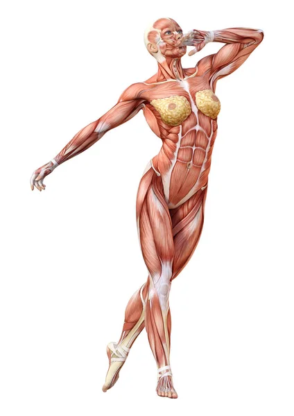 3D render kadın anatomi şekil üzerinde beyaz — Stok fotoğraf