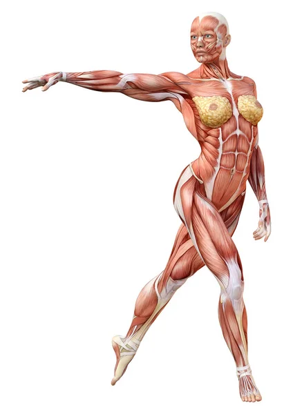 白の 3 d のレンダリング女性の解剖学図 — ストック写真