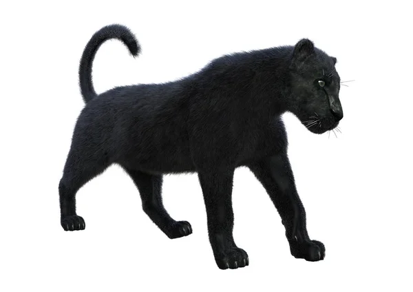 3D рендерингу чорної пантери на білому — стокове фото