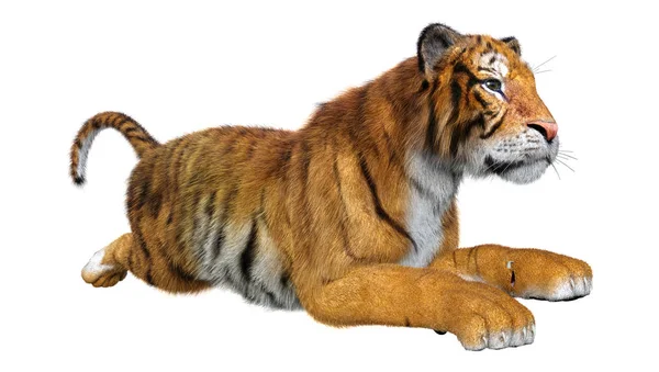 3D renderização Big Cat Tiger em Branco — Fotografia de Stock