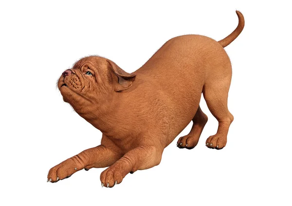 3D rendering puppy op wit — Stockfoto