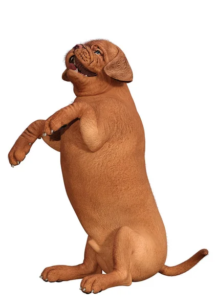 Representación 3D de cachorro en blanco —  Fotos de Stock