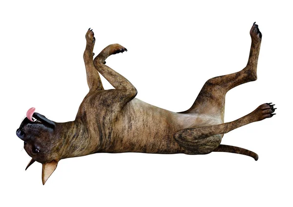Representación 3D Gran perro danés en blanco — Foto de Stock