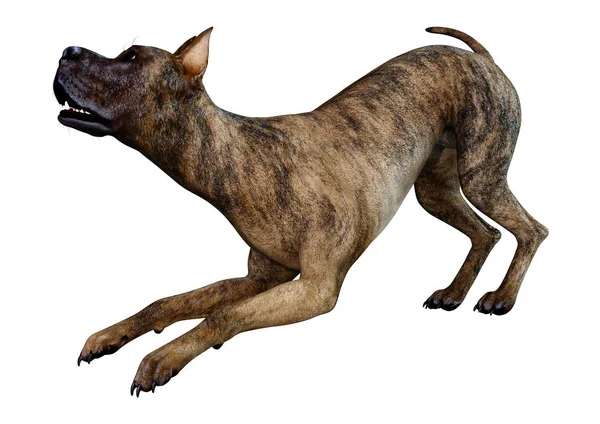 3d Het renderen van Great Dane Dog op wit — Stockfoto