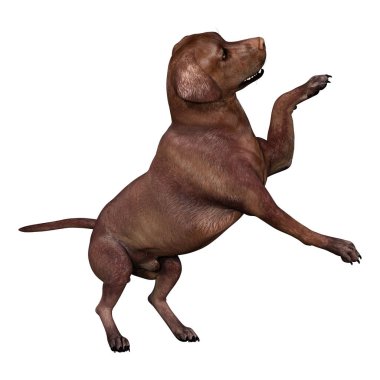 3D render Labrador köpeği beyaz