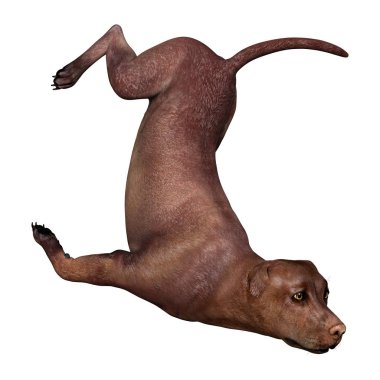 3D render Labrador köpeği beyaz