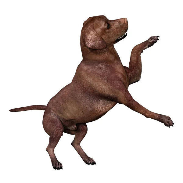 3D vykreslování Labrador pes na bílém — Stock fotografie