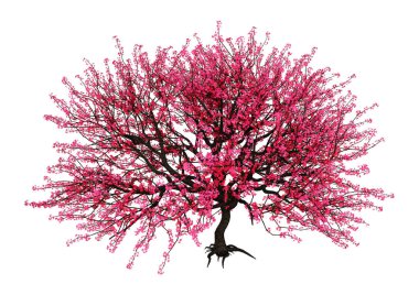 3d Rendering Kırmızı Blooming Sakura Ağacı Beyaz