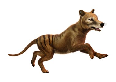 3D render Thylacine beyaz