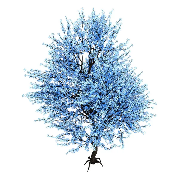 Rendu 3D Arbre Sakura en fleurs bleues sur blanc — Photo