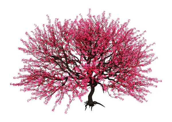 3D Rendering Red Blooming Sakura Árbol en blanco —  Fotos de Stock