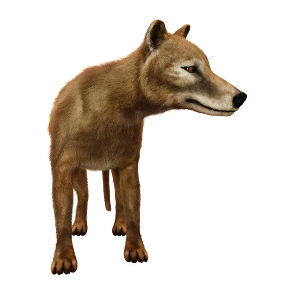 화이트에 3d 렌더링 Thylacine — 스톡 사진