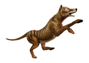 3D render Thylacine beyaz