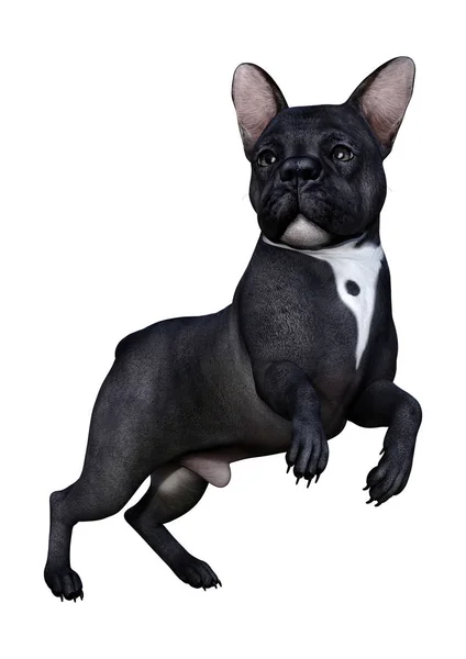 Beyaz üzerinde 3D render Fransız Bulldog — Stok fotoğraf