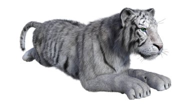 3D beyaz beyaz kaplan oluşturma