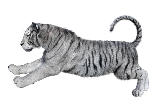 3D Rendering tigre bianca su bianco — Foto Stock