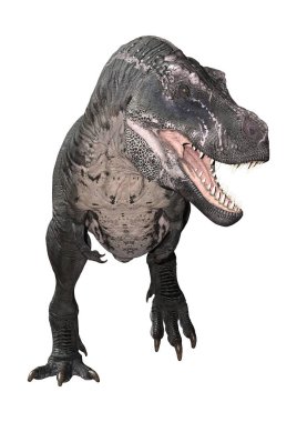 3D render Tyrannosaurus Rex beyaz
