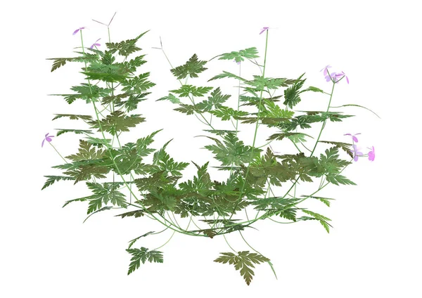 3D-rendering Herb Robert Plant på vit — Stockfoto