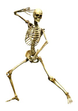 Beyaz üzerine 3D render insan iskeleti