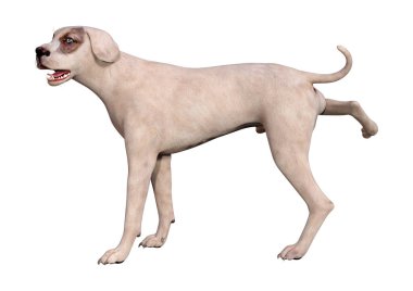Beyaz 3d Rendering Crossbreed Köpek