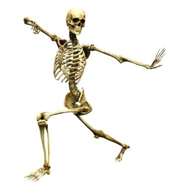 Beyaz üzerine 3D render insan iskeleti