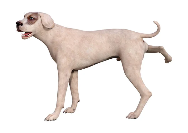 3D Rendering Mischlingshund auf Weiß — Stockfoto