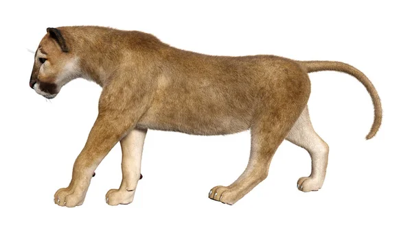 3D render büyük kedi Puma beyaz — Stok fotoğraf