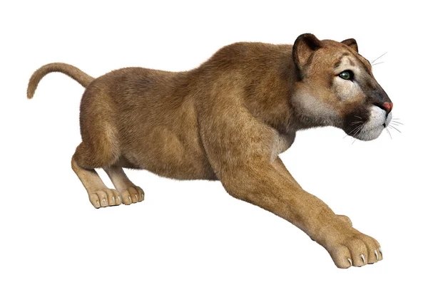 3D renderização Big Cat Puma em branco — Fotografia de Stock