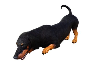 Beyaz 3d Rendering Dachshound