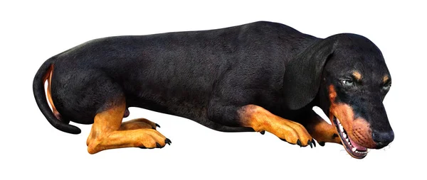 Dachshound renderowania 3D na białym — Zdjęcie stockowe