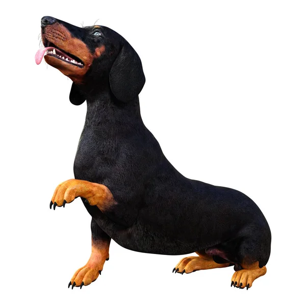 Dachshound renderowania 3D na białym — Zdjęcie stockowe