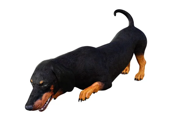 3D Dachshound renderização em branco — Fotografia de Stock