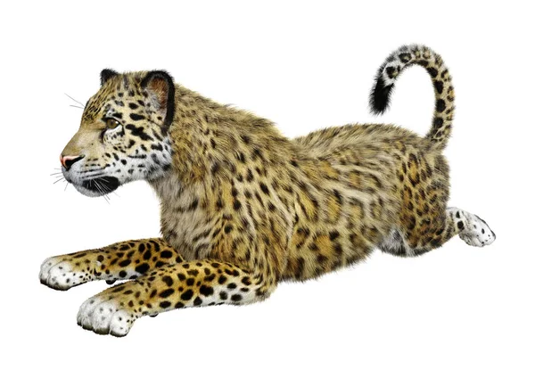 3D renderização Big Cat Jaguar em branco — Fotografia de Stock