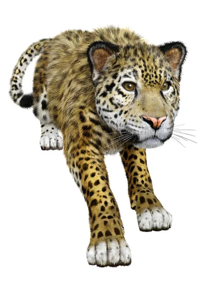 3D Rendering Big Cat Jaguar on White — Stock Photo, Image