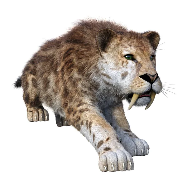 Rendre 3D Sabertooth Tiger sur Blanc — Photo