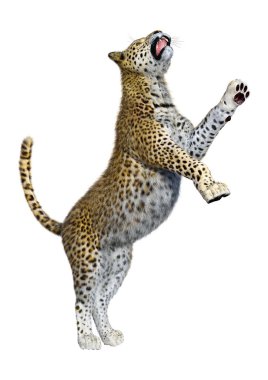 3D render büyük kedi Leopard üzerinde beyaz