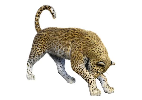 3D Rendering Big Cat Leopard on White — Stock Photo, Image