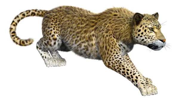 Representación 3D Big Cat Leopard en blanco —  Fotos de Stock