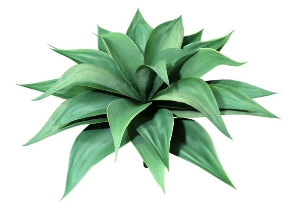 Planta de Agave de renderizado 3D en blanco —  Fotos de Stock