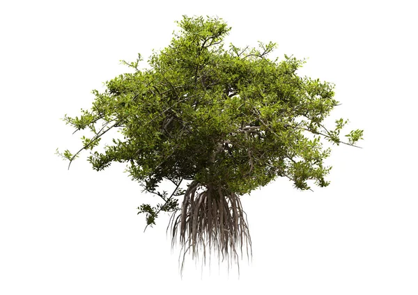 3D Rendering Mangrove Tree on White — Stock Photo, Image