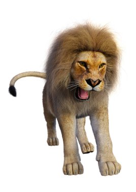 Beyaz üzerine 3D render erkek aslan